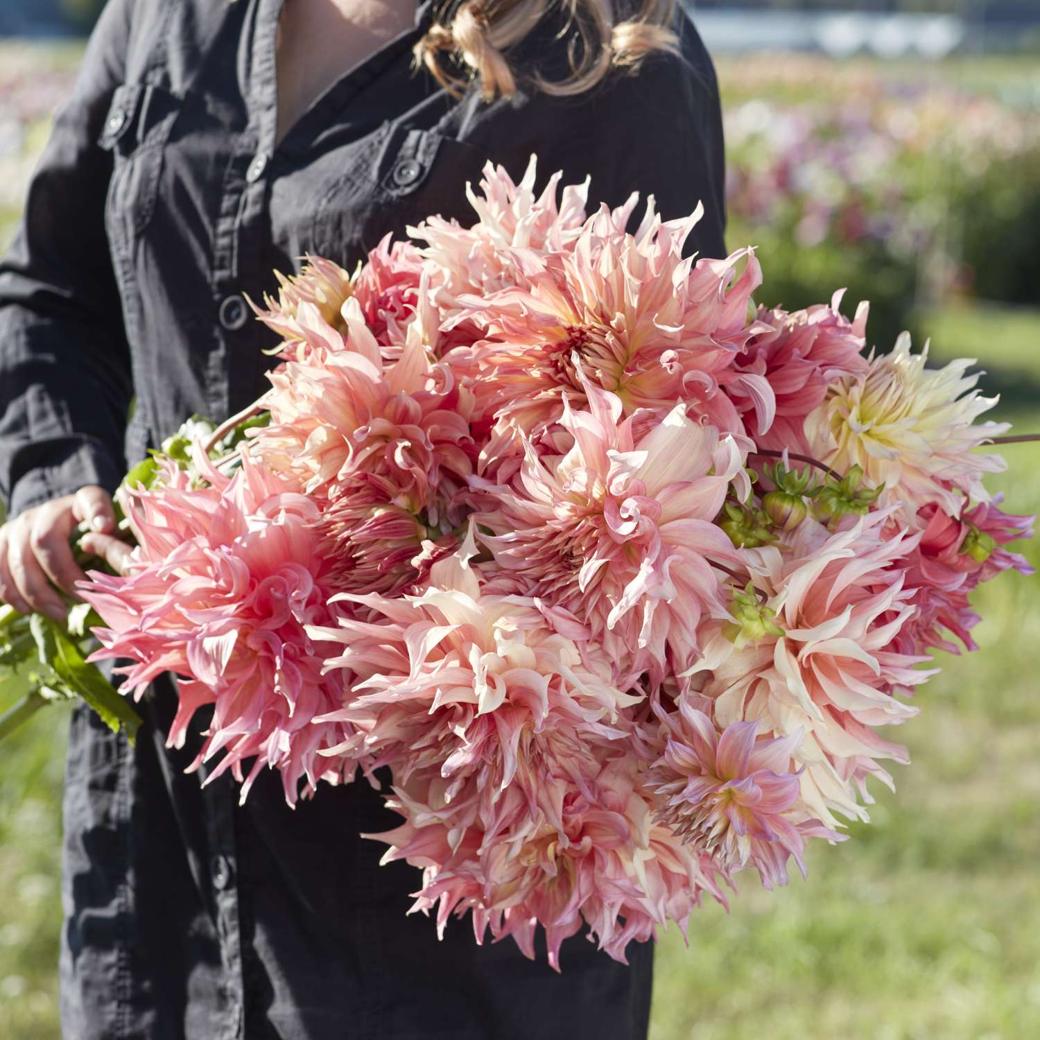 Dahlia 'Penhill Watermelon'